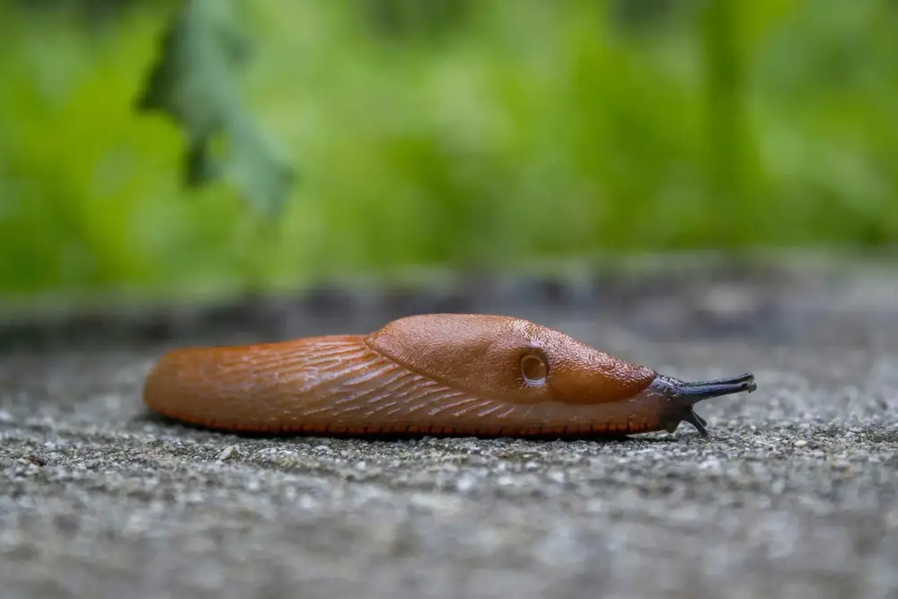 moerdarsnigel (1)